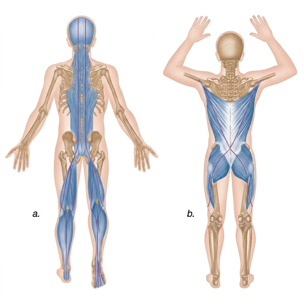 The fascial lines running up the back of the body
