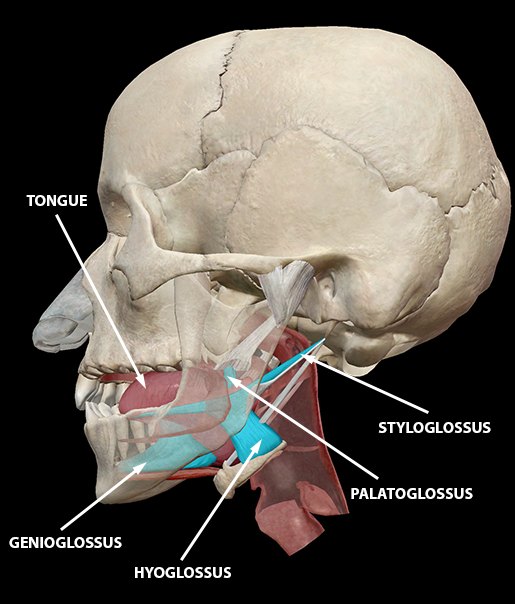 The four muscles that steer the tongue: genioglossus, styloglossus, palatoglossus and hyoglossus